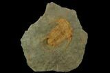 Unusual Myopsolenites Cambrian Trilobite - Tinjdad, Morocco #130393-1